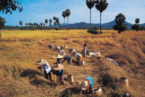 Harvesting rice on the broad plateau of northeast Thailand Planting rice - photo 6