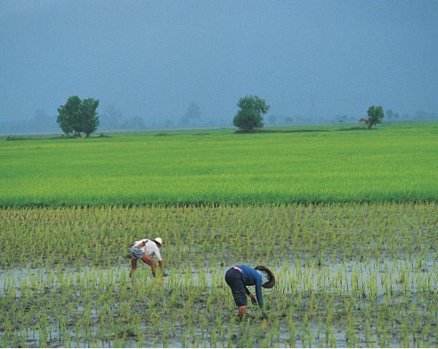 Planting rice in the rich central plains Floating houses on the river at - photo 7