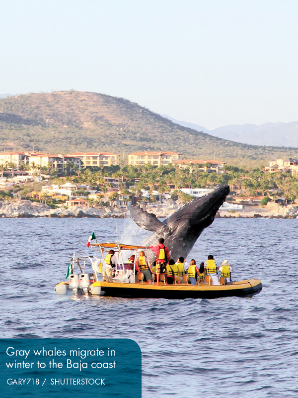 Beaches Los Cabos Side Trips - photo 11