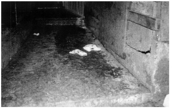 A long streak of blood trailed down a concrete ramp in the milking barn where - photo 11