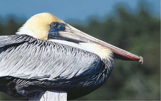 Brown Pelican Estuaries Where Rivers Meet the Sea The Pacific meets the - photo 4