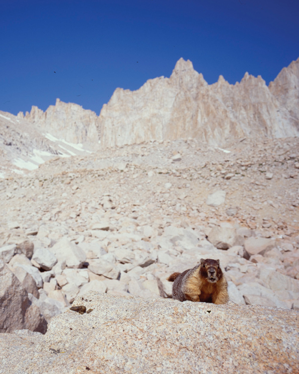 Marmots forage for goodies in the high camp en route to Mount Whitney Im not - photo 15