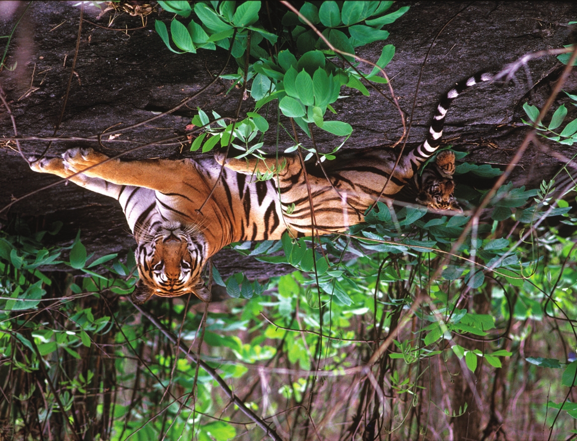 INTRODUCING THE TIGER STATE Madhya Pradesh is a large landlocked state - photo 7