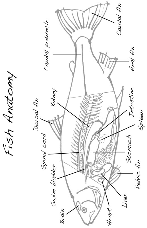 L IST OF I LLUSTRATIONS Chapter One S PAIN THE C ANARIES AND THE A ZORES - photo 3