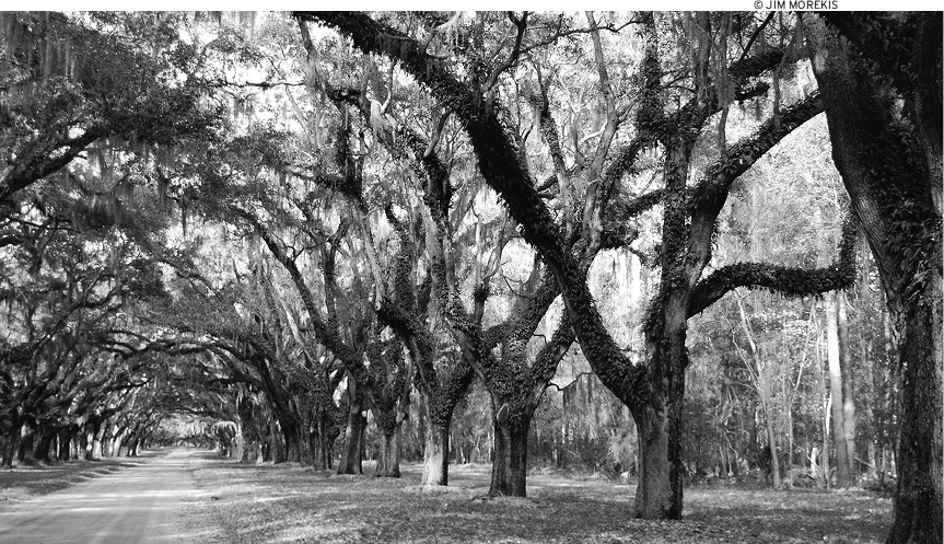 Rarely has a city owed so much to the vision of one person than Savannah owes - photo 1
