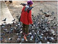 A visitor feeds a flock of pigeons in the main courtyard of Higashi-Hongan-ji - photo 8