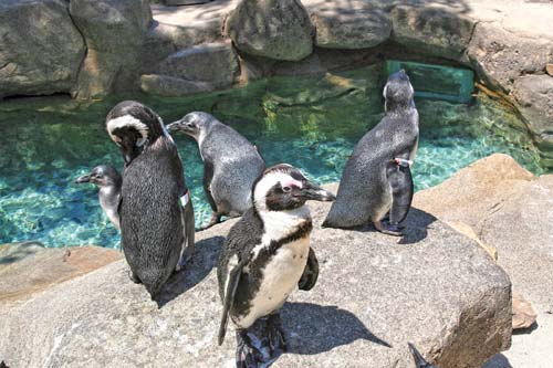 the National Aviary Oakland Sometimes referred to as Pennsylvanias - photo 28