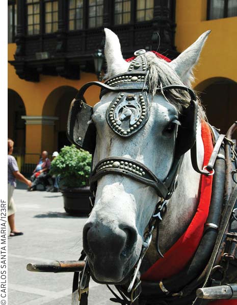 horse-drawn carriage in downtown Lima But in the same breath the taxi driver - photo 5