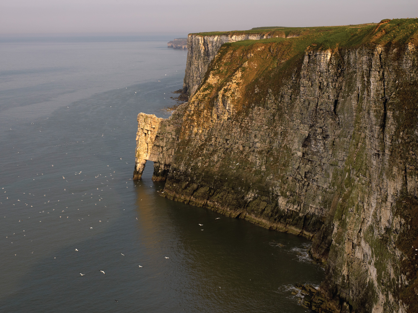 Wild Bemptons great roar of chalk Birds swarm over these cliffs in what is the - photo 5