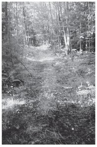 Even on a bright summer day the crime scenea trail in the woods paralleling - photo 12