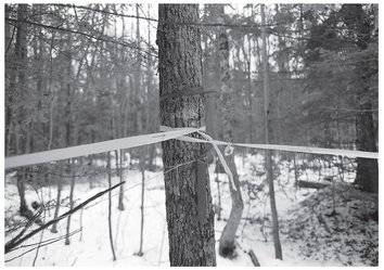 Police tape tied to the maple tree tracing the possible trajectory of the - photo 14