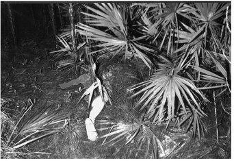 Carla Larsons leg extending from beneath a large palmetto bush as discovered - photo 13