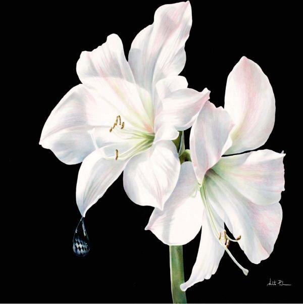 Amaryllis for Alice 28 38 71cm 97cm Oil on canvas Acknowledgments To - photo 8