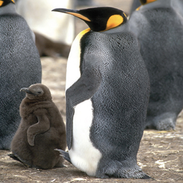 Transitions are a bummer A t the last stage of adolescence a penguin chicks - photo 9