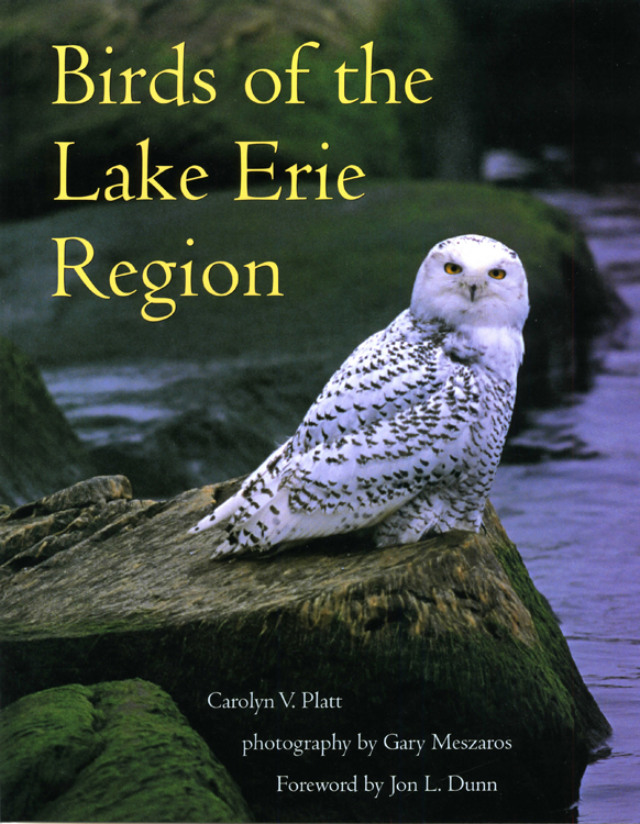 Birds of the Lake Erie Region Canvasbacks stage in rafts around Lake Erie - photo 1