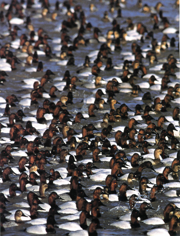 Canvasbacks stage in rafts around Lake Erie Birds of the Lake Erie Region - photo 2