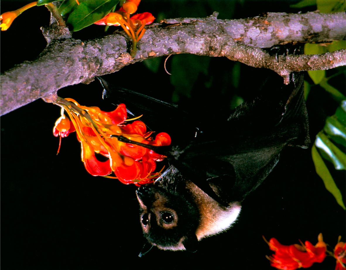 A spectacled flying fox Pteropus conspicillatus pollinating black bean a - photo 2