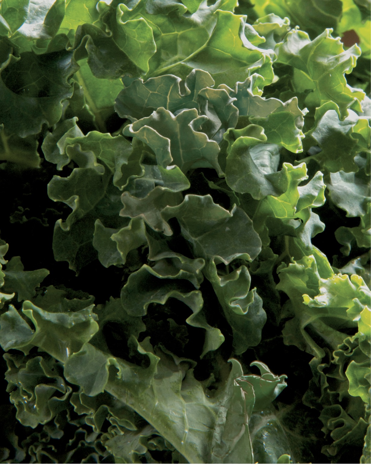 THIS BOOK IS DEDICATED TO Bok choy Swiss chard kale collards collard - photo 6