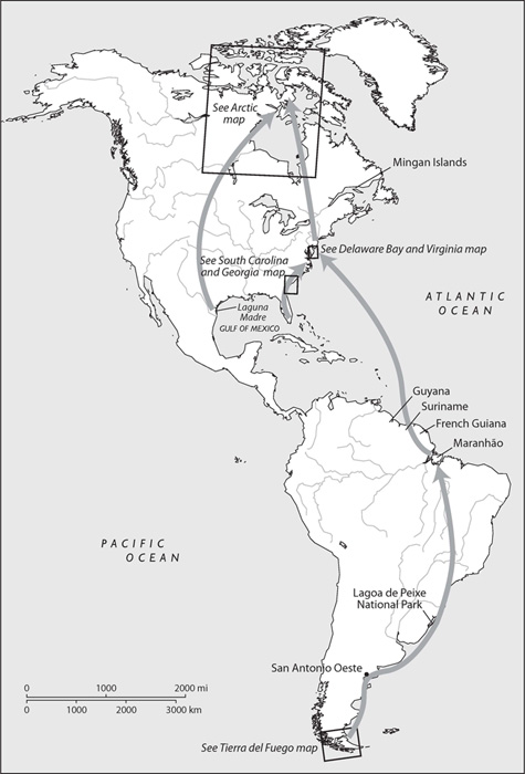 Migration route of the red knot Calidris canutus rufa map by Bill Nelson - photo 3