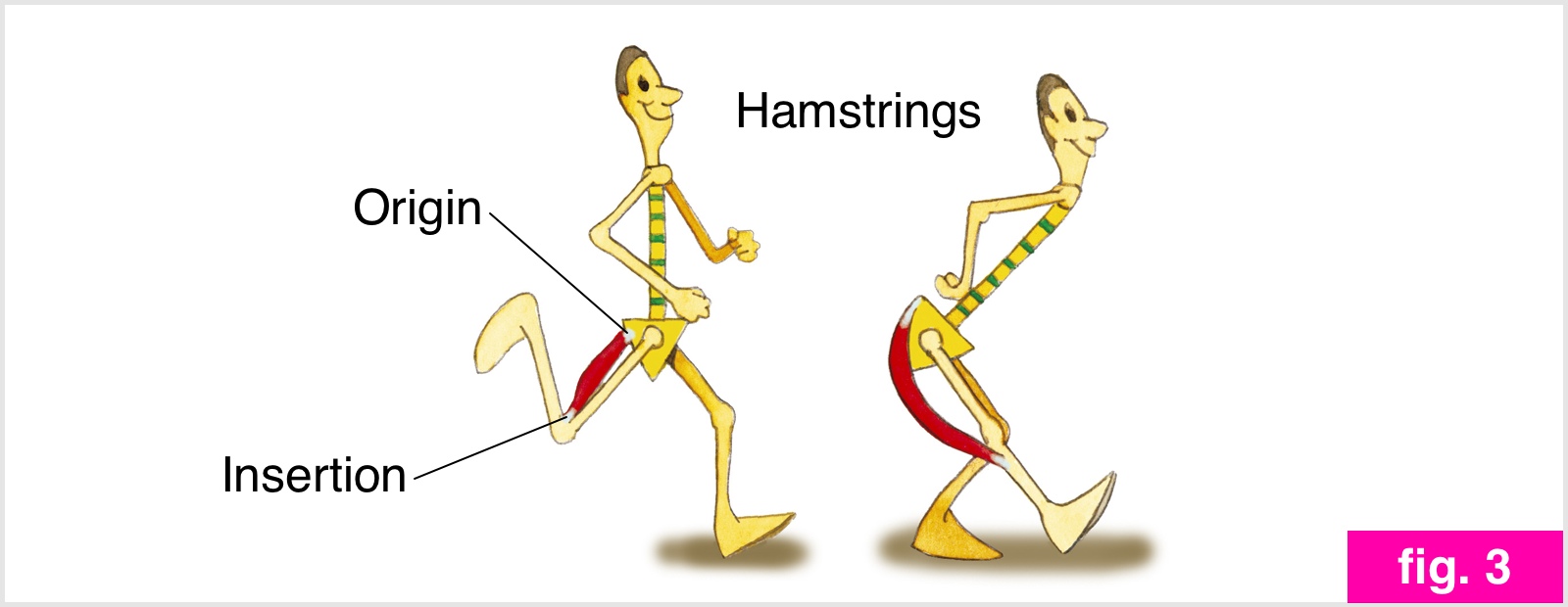 The muscle works by contracting becoming shorter and is stretched by being - photo 8