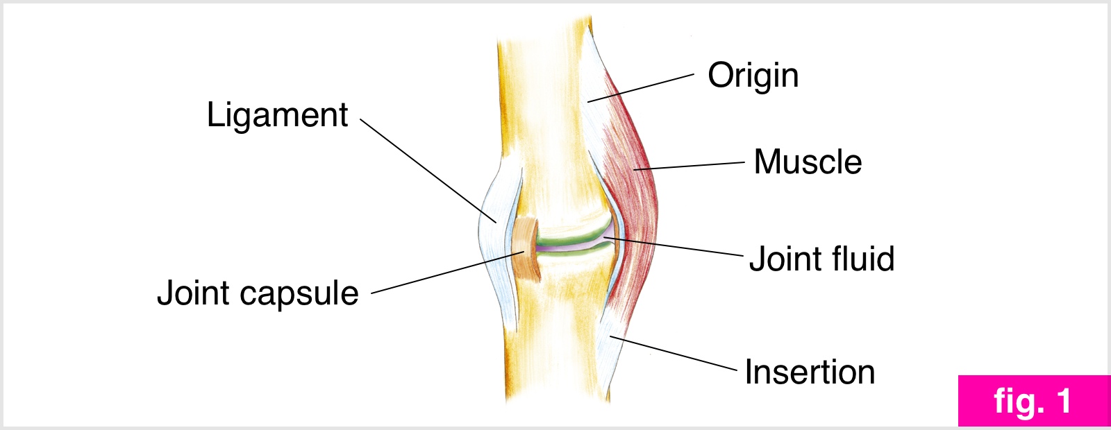 The purpose of stretching exercises is to improve the flexibility of a MUSCLE - photo 6