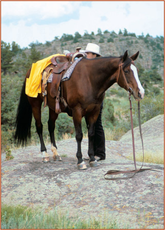 WHAT EVERY HORSE SHOULD KNOW RESPECT PATIENCE AND PARTNERSHIP NO FEAR OF - photo 1