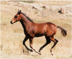 Horses are wonderful already Sherlock is an athlete full of beauty and grace - photo 7