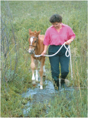 When we domesticate horses we help them adapt and feel safe Suckling Dickens - photo 8