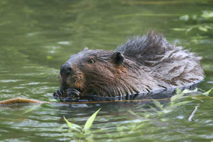 Introduction The Beaver itself is not easily seen being nocturnal and - photo 4