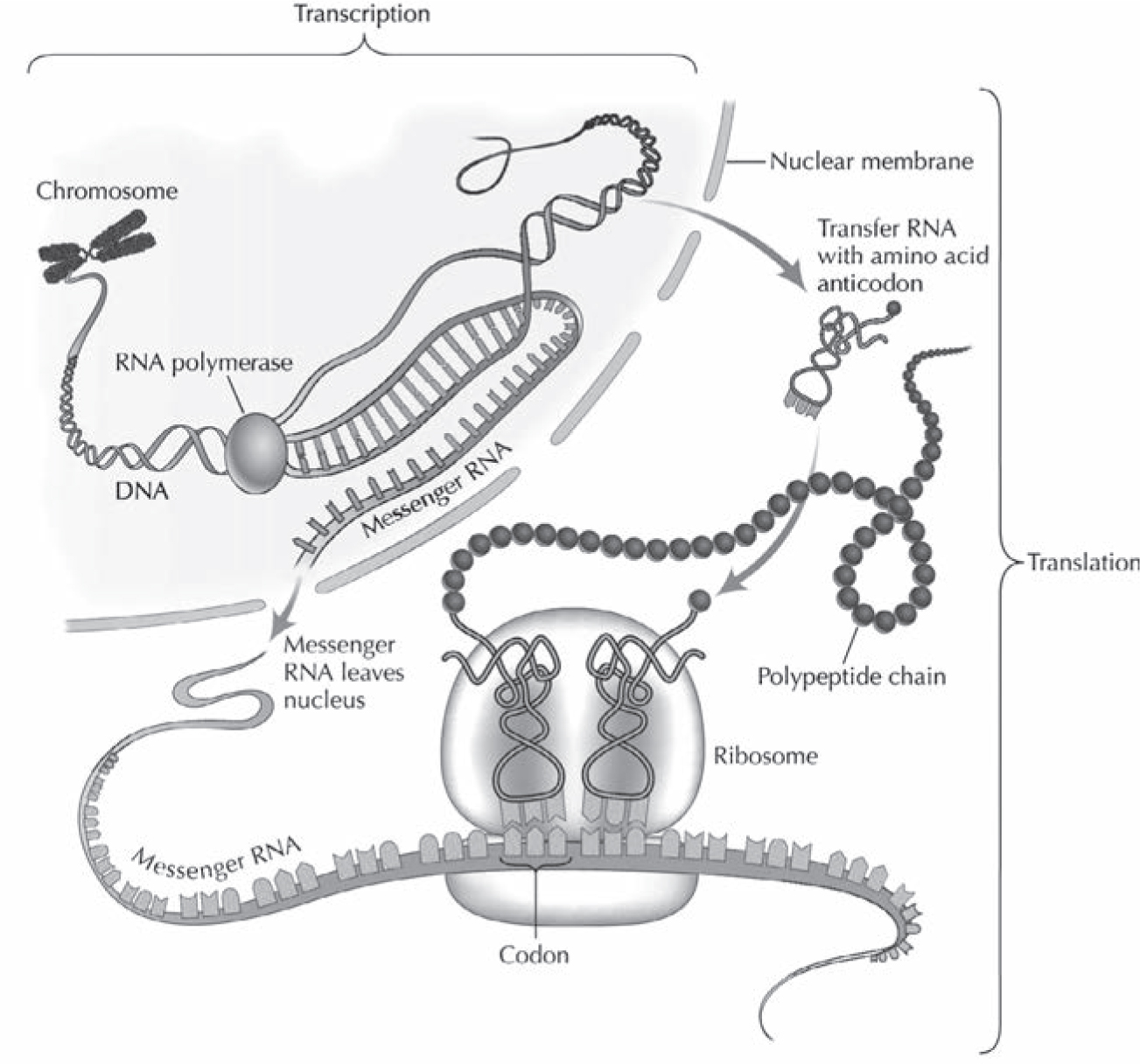 An outline of how the genetic code works during protein synthesis A DNA double - photo 3