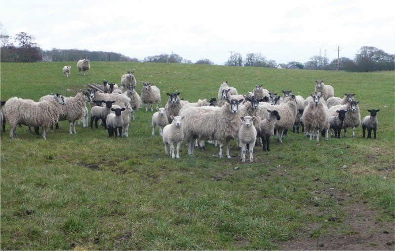 Fig 4 Mule ewes with their lambs This type of ewe is bought in from flocks - photo 4