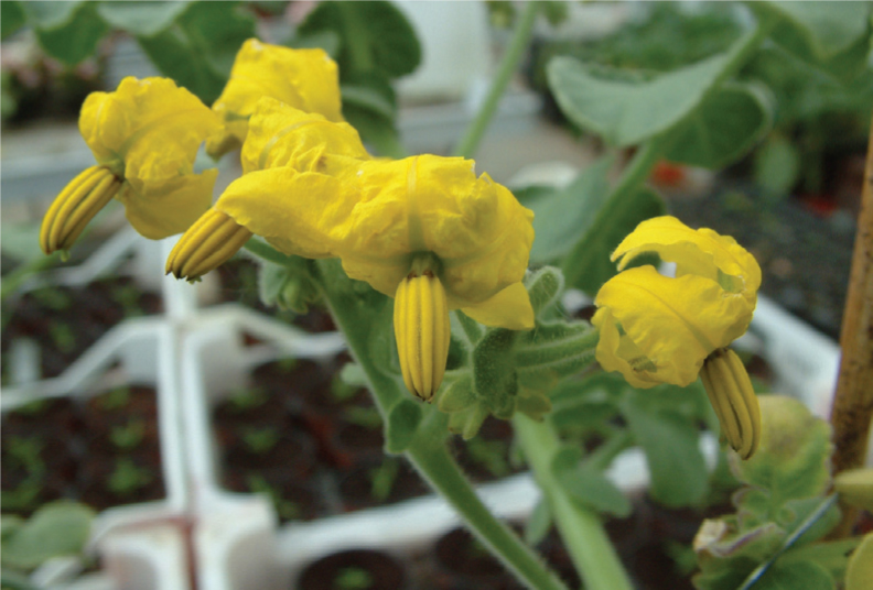 Flowers of Lycopersicon penellii It took until 1822 for the first specific - photo 6