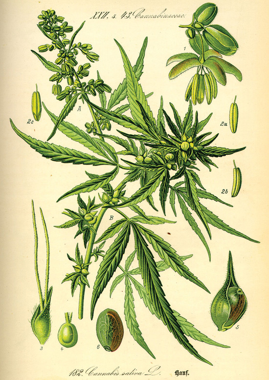 Table of Contents Foreword Canna in ancient Greek meant cane sativa in - photo 4