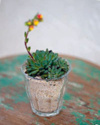 teeny tiny gardening teeny tiny gardening 35 step-by-step projects - photo 2