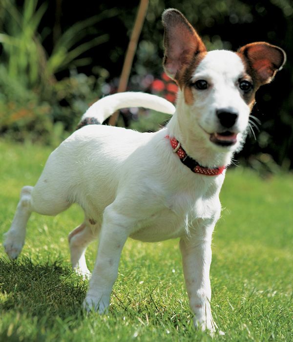 Each puppy has his own temperament and personality Appreciating what traits - photo 6
