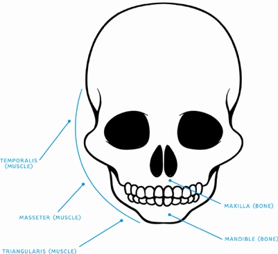 The sunken areas of the skull are padded with the three major facial muscles - photo 11