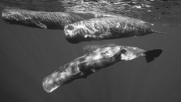 THE CULTURAL LIVES OF WHALES AND DOLPHINS HAL WHITEHEAD AND LUKE RENDELL The - photo 1