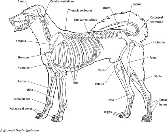 A Normal Dogs Skeleton Skin and Hair One of the most immediately recognized - photo 3