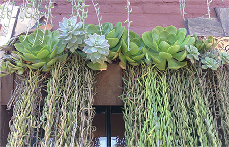 Succulent Cafe in Oceanside CA Common Varieties of Succulents There are - photo 3