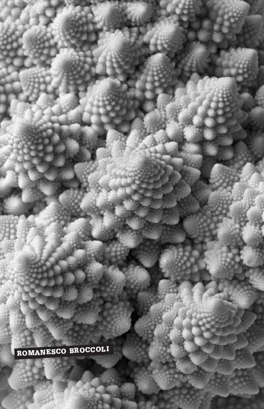 The Beauty of Romanesco Broccoli MATHEMATICAL CONCEPT SELF-SIMILARITY HAVE - photo 2