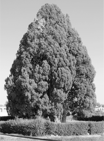 20 This cypress tree at Abarkuh allegedly planted by Zoroaster like the one - photo 24