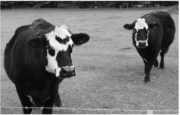 They come out from behind the barn as though something is going to happen and - photo 1