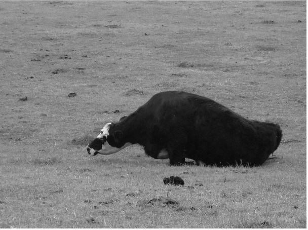 They come out from behind the barn as though something is going to happen and - photo 3