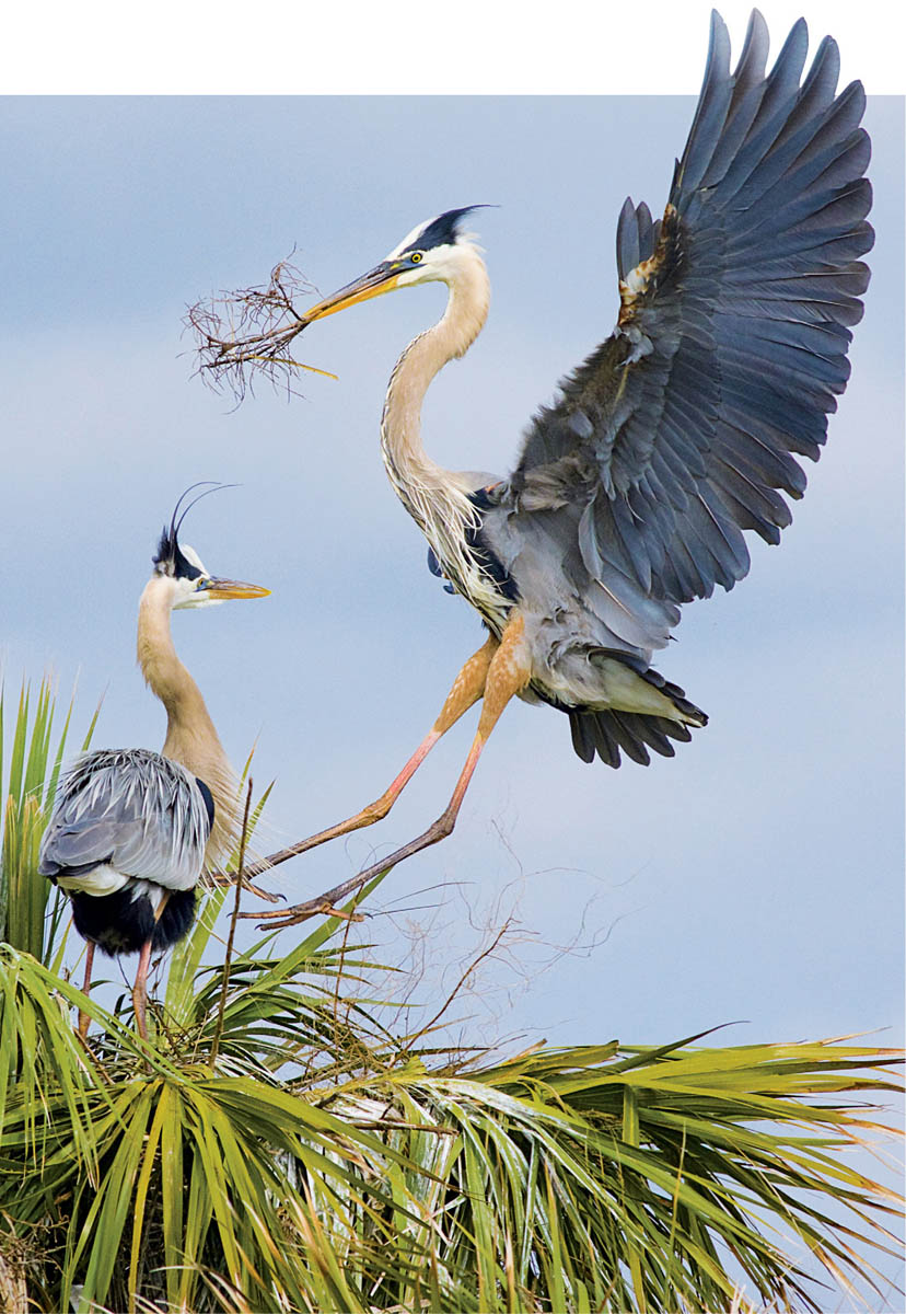 A stick can be an integral part of courtship A male Great Blue Heron offers a - photo 5