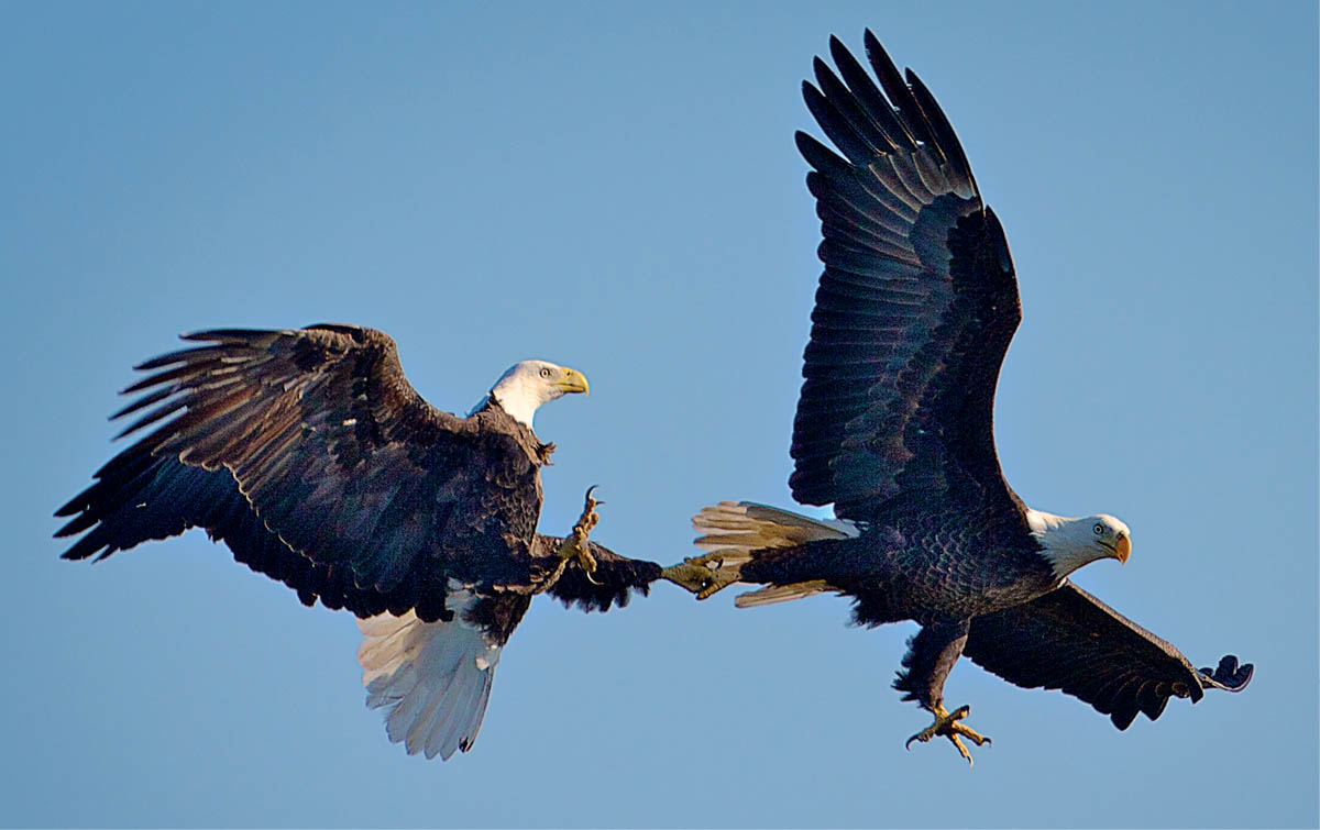 Sky dancing performed here by a pair of Bald Eagles is an essential aspect of - photo 9