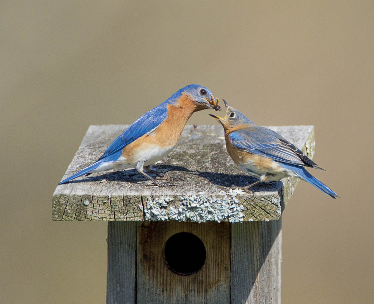 Eastern Bluebird pair Mate Fidelity The fittest male hummingbirds mate with - photo 7