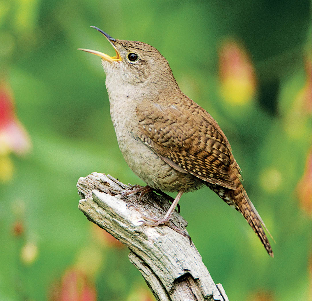 A male House Wren sings to attract a female to his territory If she likes one - photo 6