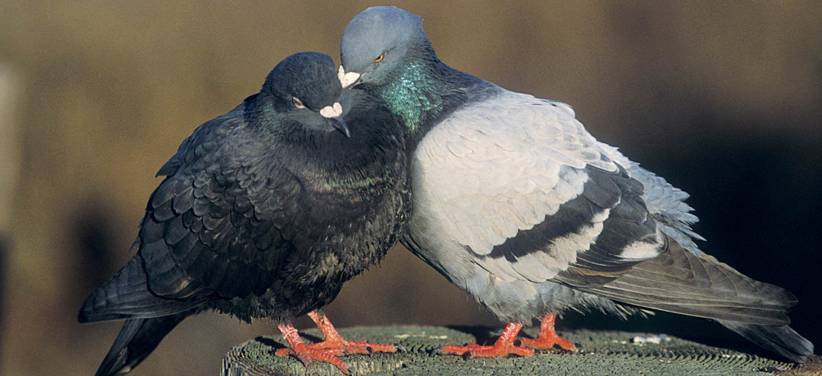 In many species such as owls parrots and these Rock Pigeons preening the - photo 8