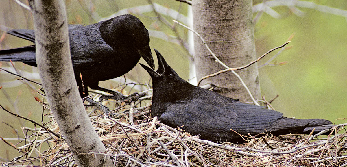 American Crows seem steadfast they mate for life and often stay year-round on - photo 10