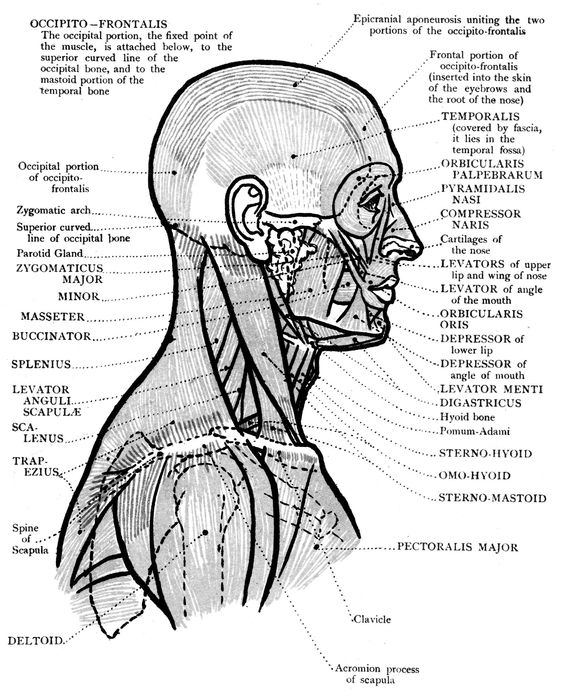 FRONT VIEW OF THE HEAD AND NECK BONES MUSCLES - photo 3